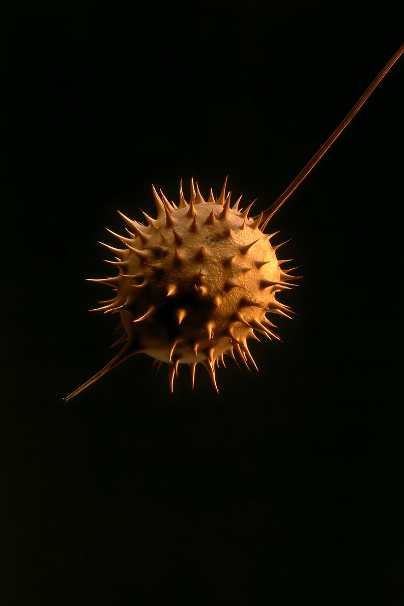 Datura Seed Pod Poison Garden Print, Dark Academia Gothic Wall Art (Digital Download) image 10