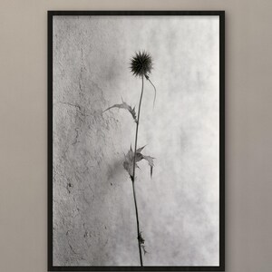 Puede incluir: Una impresi&oacute;n de arte mural enmarcada en blanco y negro que muestra una planta de cardo &uacute;nica y delgada con una cabeza de flor esf&eacute;rica espinosa y hojas dentadas, sobre un fondo texturizado que recuerda al hormig&oacute;n agrietado, en un marco negro fino.