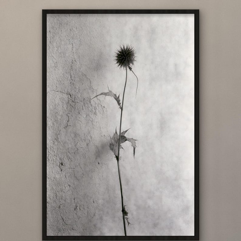 Puede incluir: Una impresi&oacute;n de arte mural enmarcada en blanco y negro que muestra una planta de cardo &uacute;nica y delgada con una cabeza de flor esf&eacute;rica espinosa y hojas dentadas, sobre un fondo texturizado que recuerda al hormig&oacute;n agrietado, en un marco negro fino.