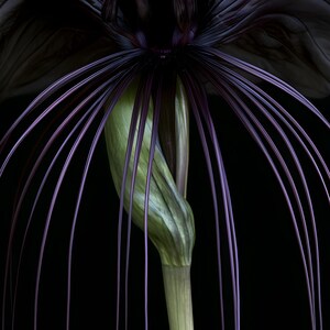 Black Bat Flower Print, Dark Academia Gothic Wall Art (Digital Download) image 4