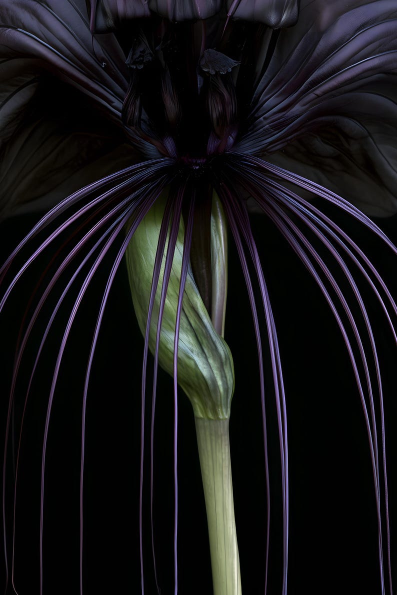 Black Bat Flower Print, Dark Academia Gothic Wall Art (Digital Download) image 4