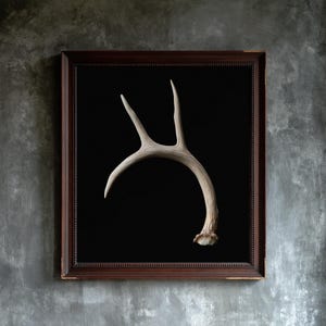 Weathered Antler Print, Dark Academia Wall Art, Gothic Decor (Digital Download) image 1