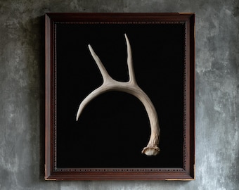 May include: A framed wall art piece featuring a single, light-coloured deer antler centred against a solid black background. The artwork is enclosed in a dark brown wooden frame with a beaded inner edge, creating a high-contrast display.