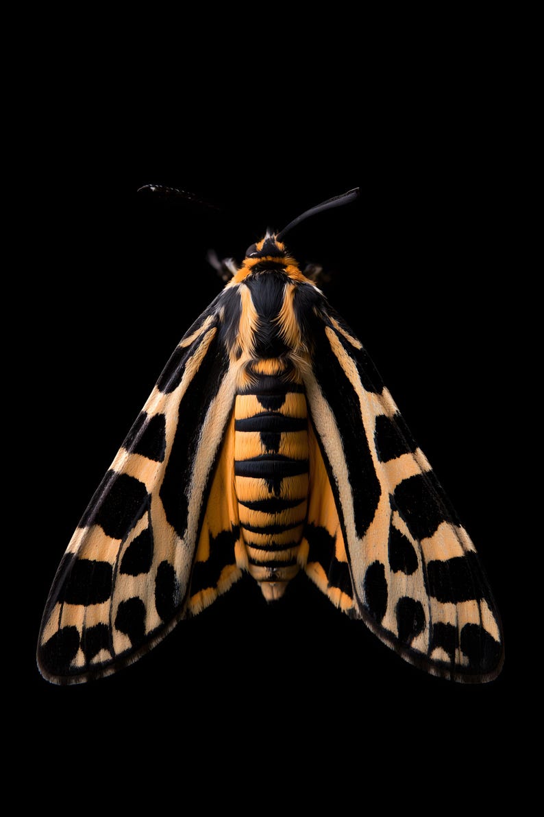 Estampado de polilla tigre, arte mural de estilo Dark Academia, decoración gótica de gabinete de curiosidades, descarga digital. imagen 8