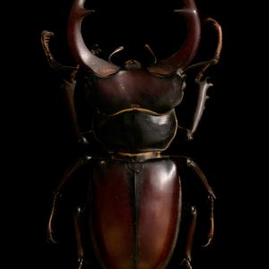 Stag Beetle Print, Dark Academia Wall Art, Gothic Cabinet of Curiosities (Digital Download) image 12