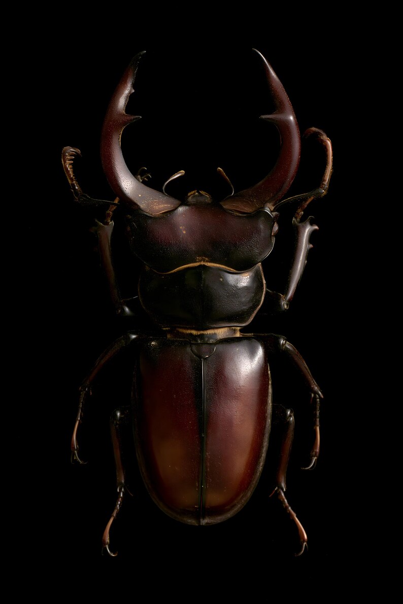 Stag Beetle Print, Dark Academia Wall Art, Gothic Cabinet of Curiosities (Digital Download) image 12