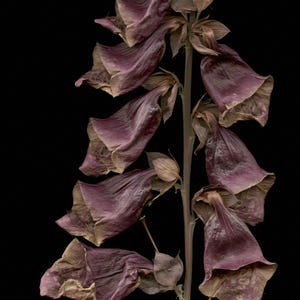 May include: A dried foxglove flower stalk featuring multiple bell-shaped blossoms in shades of muted purple and brown. The petals appear withered and papery, arranged along a central vertical stem against a solid black background.