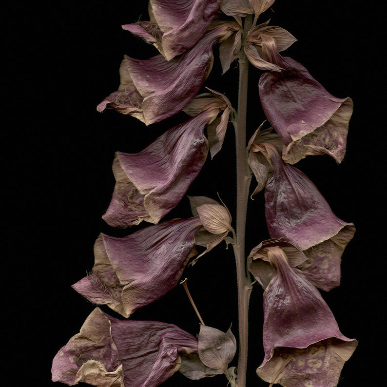 May include: A dried foxglove flower stalk featuring multiple bell-shaped blossoms in shades of muted purple and brown. The petals appear withered and papery, arranged along a central vertical stem against a solid black background.