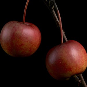 Crab Apples on Branch Herbarium Print, Dark Academia Wall Art (Digital Download) image 4