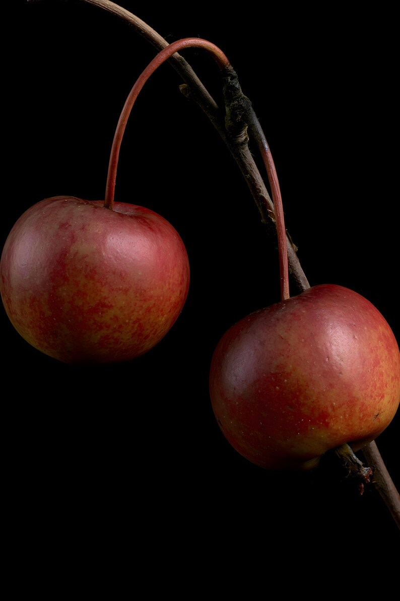 Crab Apples on Branch Herbarium Print, Dark Academia Wall Art (Digital Download) image 4