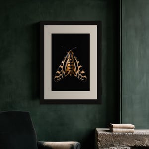 Estampado de polilla tigre, arte mural de estilo Dark Academia, decoración gótica de gabinete de curiosidades, descarga digital. imagen 6