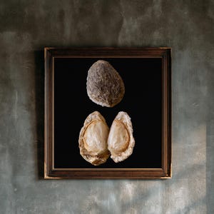 May include: A square framed wall art piece featuring a dark background with a single whole textured brown stone-like pit positioned above two halves of an open pit revealing a smooth, light-colored, fibrous interior kernel structure.