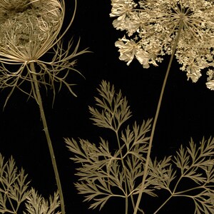 May include: Two dried Queen Anne's lace flowers with intricate, pale beige, lacy umbel heads and delicate, fern-like foliage set against a solid black background. The stems are thin and upright, showcasing the natural texture of the dried plants.