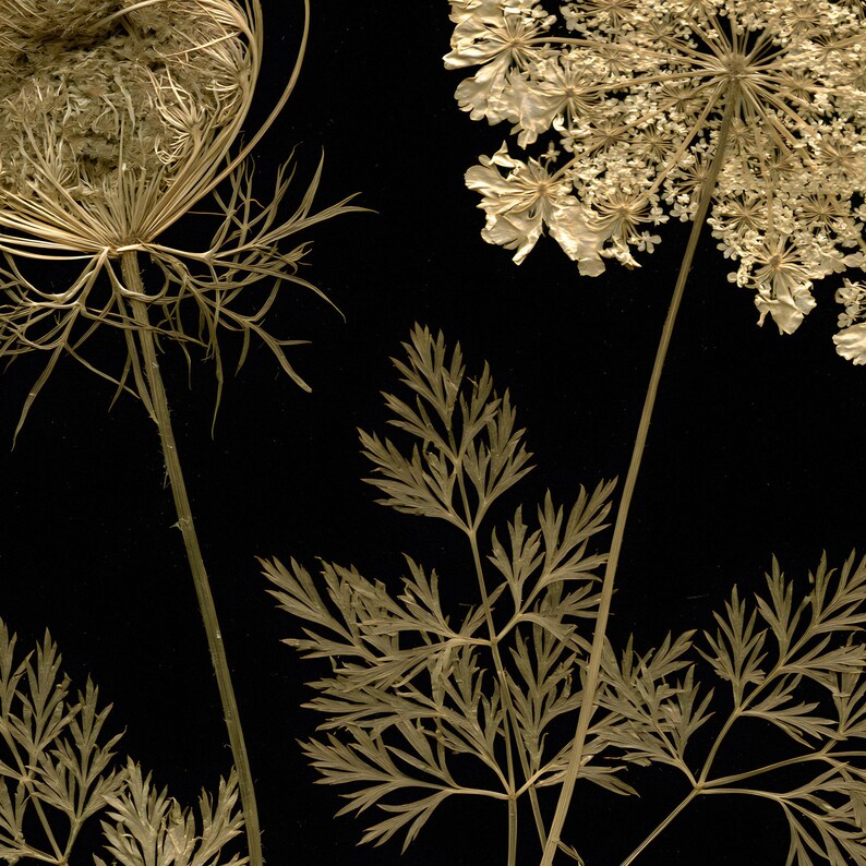 May include: Two dried Queen Anne's lace flowers with intricate, pale beige, lacy umbel heads and delicate, fern-like foliage set against a solid black background. The stems are thin and upright, showcasing the natural texture of the dried plants.