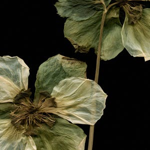 May include: Dried flower specimen featuring delicate, translucent petals in shades of pale cream and muted sage green. The central stamens are dark brown and fibrous, attached to a thin, light-colored stem against a solid black background.