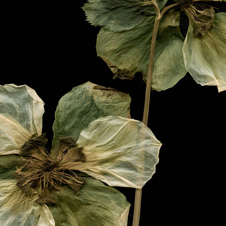 May include: Dried flower specimen featuring delicate, translucent petals in shades of pale cream and muted sage green. The central stamens are dark brown and fibrous, attached to a thin, light-colored stem against a solid black background.