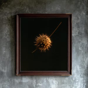 May include: A framed wall art piece featuring a dark brown wooden frame surrounding a black background. Centered in the frame is a single, golden-brown, spherical seed pod covered in sharp, protruding spikes, with a thin stem extending outward.