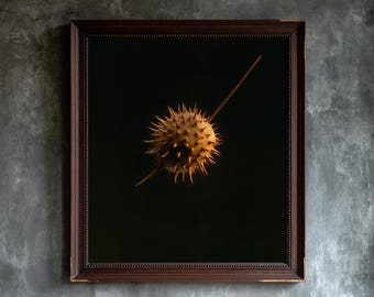 May include: A framed wall art piece featuring a dark brown wooden frame surrounding a black background. Centered in the frame is a single, golden-brown, spherical seed pod covered in sharp, protruding spikes, with a thin stem extending outward.