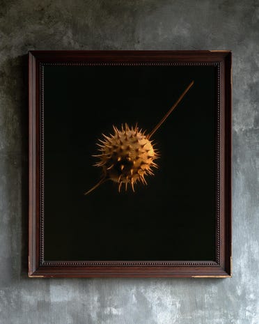 Datura Seed Pod print from the Duskwood Fell shop