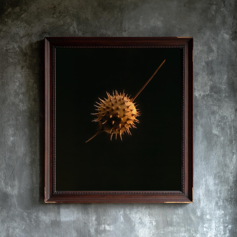 Datura Seed Pod Poison Garden Print, Dark Academia Gothic Wall Art (Digital Download) image 1