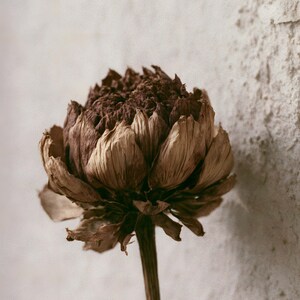 May include: A dried lotus flower head with layered, curled petals in shades of deep brown and muted tan. The flower is attached to a thin, vertical stem, showcasing a textured, withered appearance with intricate, overlapping petal structures.