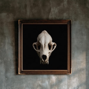 Lámina con calavera de zorro, arte gótico de gabinete de curiosidades, decoración Dark Academia (descarga digital) imagen 1