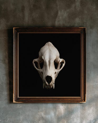 Fox Skull print from the Duskwood Fell shop