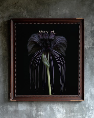 Black Bat Flower print from the Duskwood Fell shop