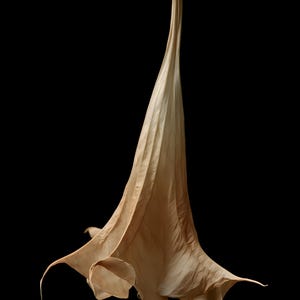 Dried Angel's Trumpet Bloom Poison Garden Print, Dark Academia Wall Art (Digital Download)