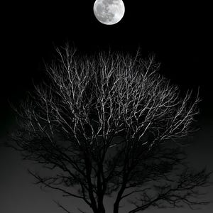 Full Moon Behind Oak Tree Print, Moody Night Sky Wall Art (Digital Download) image 12