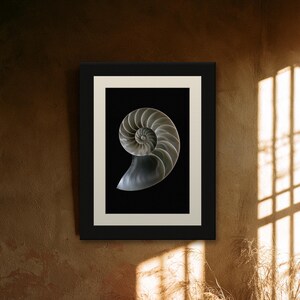 Lámina con sección transversal de concha de nautilo, arte mural de estilo Dark Academia, decoración gótica para armarios (descarga digital) imagen 9