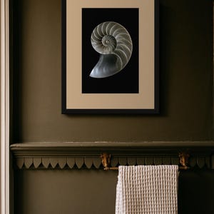 Lámina con sección transversal de concha de nautilo, arte mural de estilo Dark Academia, decoración gótica para armarios (descarga digital) imagen 10