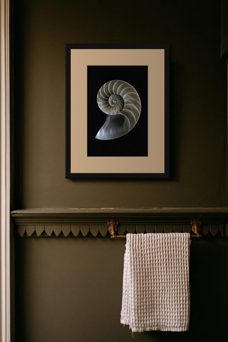 Lámina con sección transversal de concha de nautilo, arte mural de estilo Dark Academia, decoración gótica para armarios (descarga digital) imagen 10