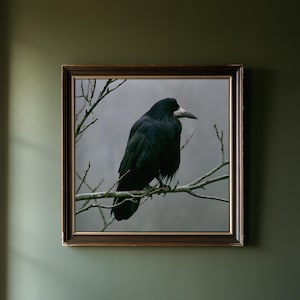 Rook on Ash Branch Print, Gothic Cottagecore Bird Art (Digital Download) image 1