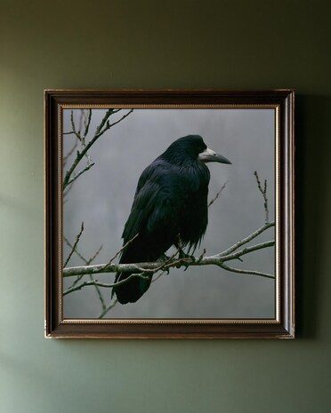 Rook on Ash Branch print from the Duskwood Fell shop