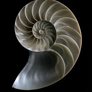 Lámina con sección transversal de concha de nautilo, arte mural de estilo Dark Academia, decoración gótica para armarios (descarga digital) imagen 12