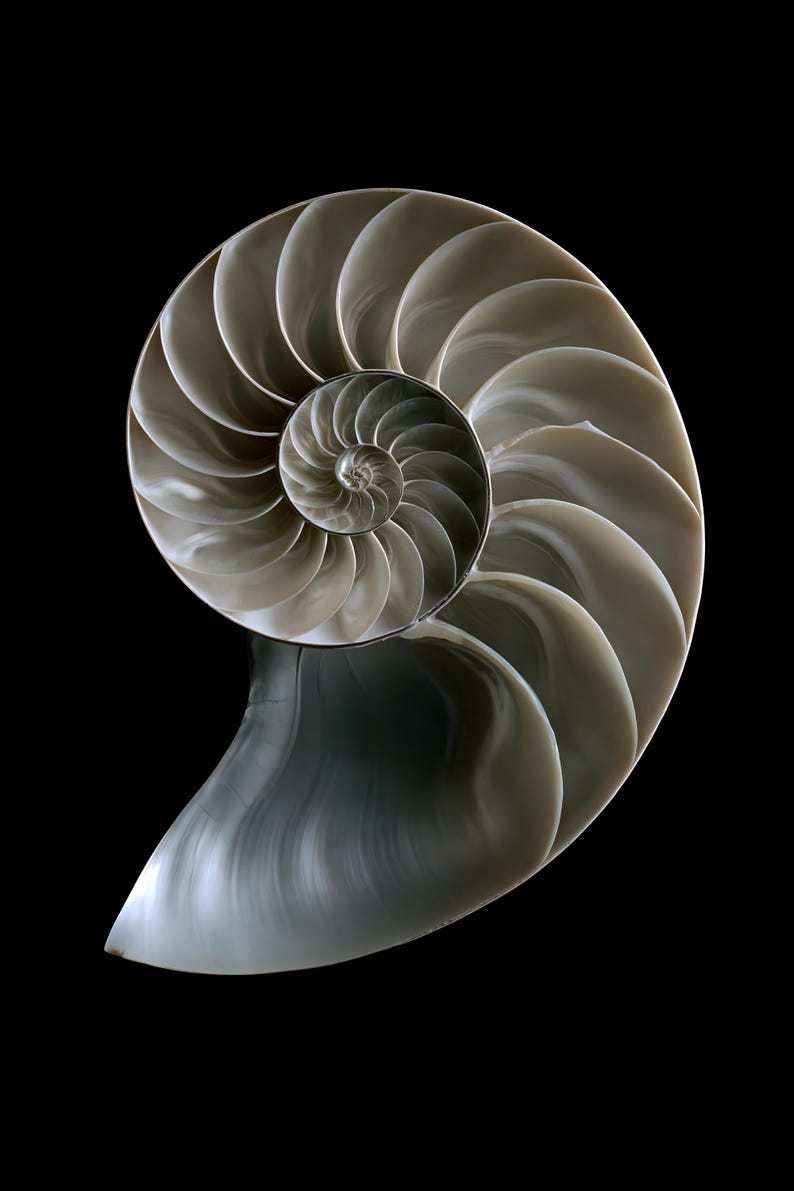 Lámina con sección transversal de concha de nautilo, arte mural de estilo Dark Academia, decoración gótica para armarios (descarga digital) imagen 12