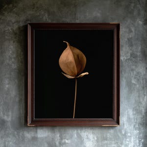 May include: A framed wall art piece featuring a single dried, light brown seed pod on a thin stem centered against a solid black background. The artwork is enclosed in a dark brown wooden frame with a beaded inner edge detail.