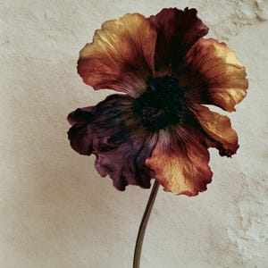 May include: A single flower with large, delicate petals transitioning in color from deep burgundy and dark purple to warm golden yellow. The center of the flower is a dense, dark, textured cluster of stamens, supported by a thin, straight stem.