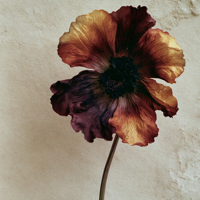 May include: A single flower with large, delicate petals transitioning in color from deep burgundy and dark purple to warm golden yellow. The center of the flower is a dense, dark, textured cluster of stamens, supported by a thin, straight stem.