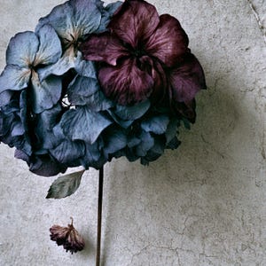 May include: A dried hydrangea flower head featuring deep blue and dark purple petals. The flower is attached to a thin, straight brown stem with a single small leaf. A separate, smaller dried flower blossom is positioned below the main bloom.