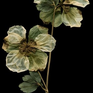 May include: Two pressed hellebore flowers with thin, translucent, pale green and cream-colored petals. The flowers feature dark brown, fibrous centers and are attached to a single, slender, light brown stem with small, serrated green leaves.