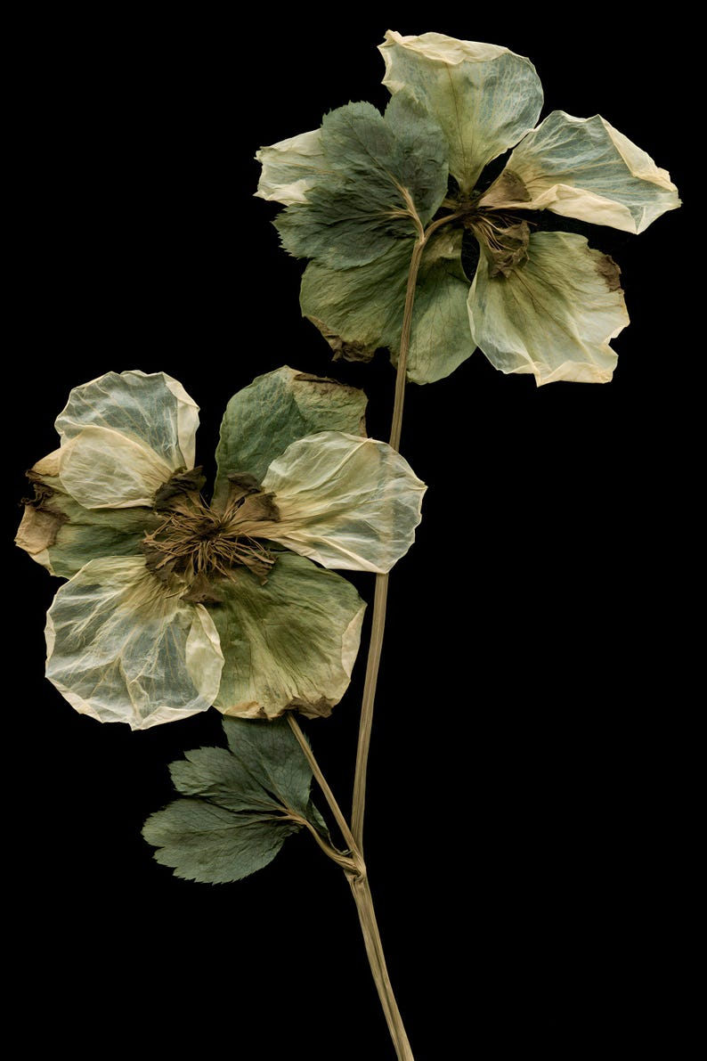 May include: Two pressed hellebore flowers with thin, translucent, pale green and cream-colored petals. The flowers feature dark brown, fibrous centers and are attached to a single, slender, light brown stem with small, serrated green leaves.