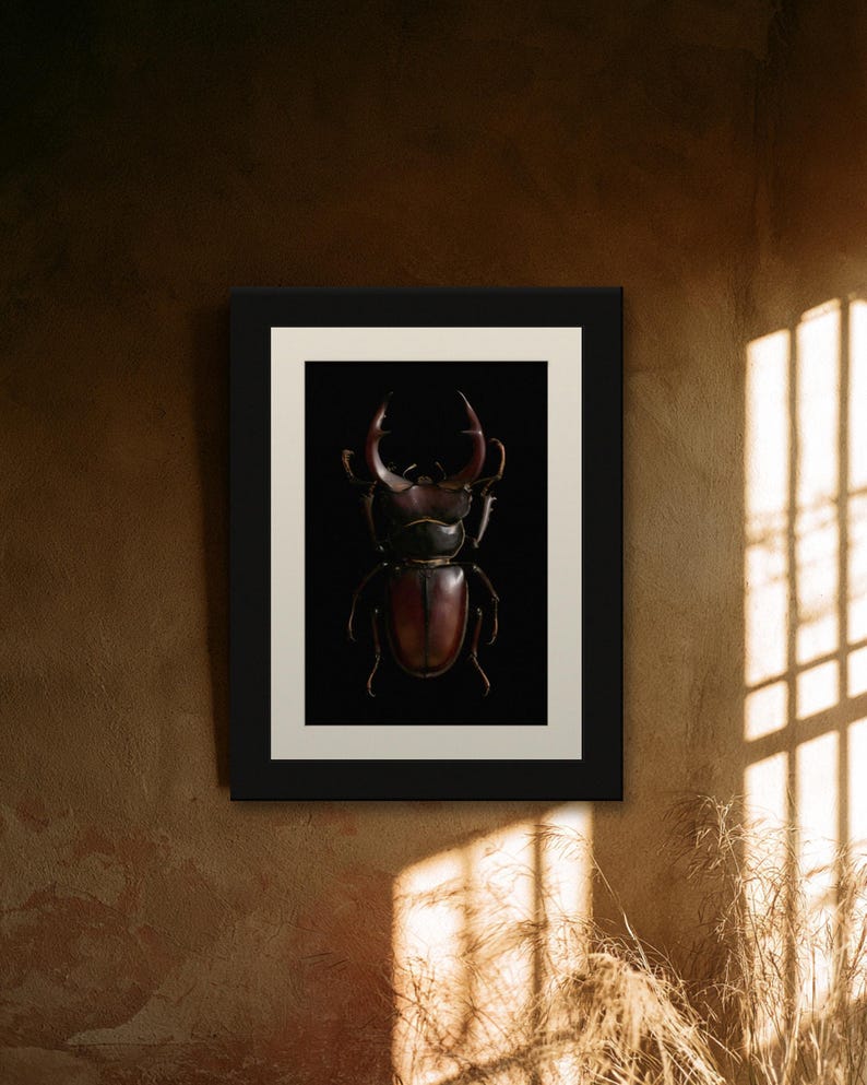 Stag Beetle Print, Dark Academia Wall Art, Gothic Cabinet of Curiosities (Digital Download) image 9