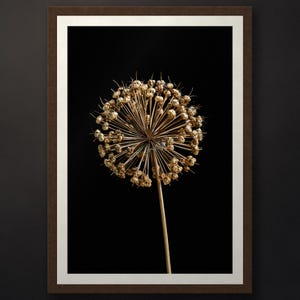 May include: A framed wall art print featuring a dried, spherical allium flower head with thin, radiating stems and small, textured seed pods in shades of gold and brown, set against a solid black background within a dark brown rectangular frame.