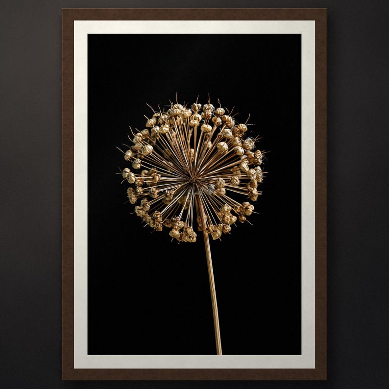May include: A framed wall art print featuring a dried, spherical allium flower head with thin, radiating stems and small, textured seed pods in shades of gold and brown, set against a solid black background within a dark brown rectangular frame.
