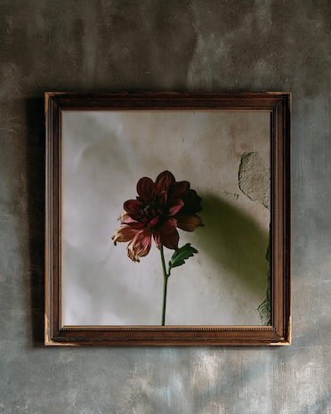 Burgundy Dahlia print from the Duskwood Fell shop