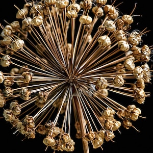 May include: A dried allium flower head featuring a spherical cluster of numerous thin, radiating stems topped with small, textured, golden-brown seed pods. The structure is symmetrical and intricate, showcasing a radial pattern against a black background.