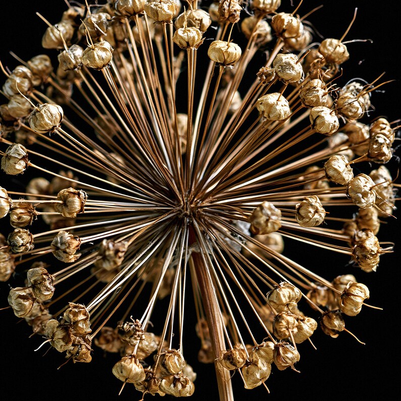 May include: A dried allium flower head featuring a spherical cluster of numerous thin, radiating stems topped with small, textured, golden-brown seed pods. The structure is symmetrical and intricate, showcasing a radial pattern against a black background.