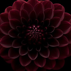 Black Dahlia Print, Dark Academia Wall Art, Gothic Cabinet of Curiosities Decor, Digital Download image 8